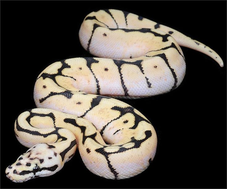 Caring for Blue Eyed Lucy Ball Pythons