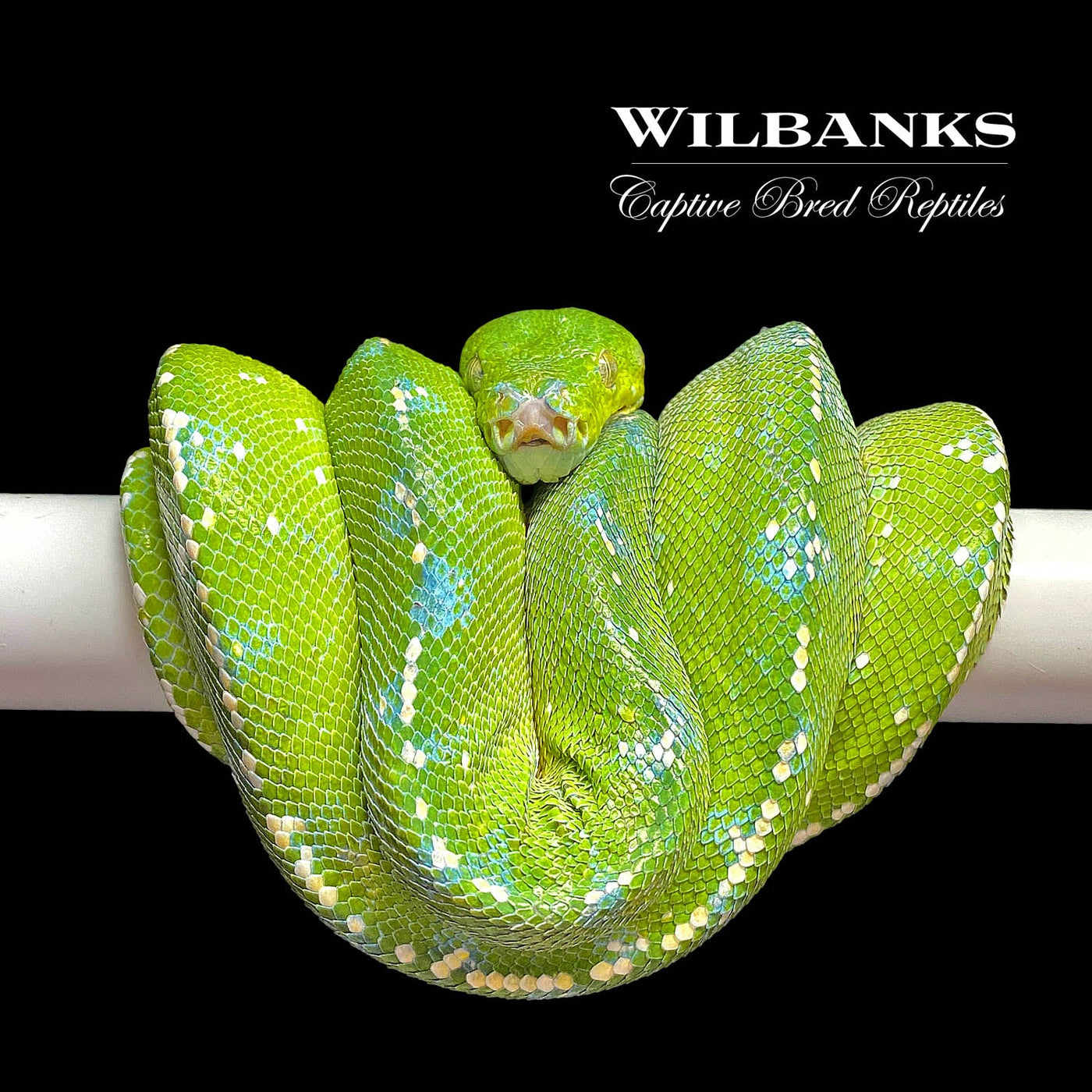 How To Manage Shedding Problems In Green Tree Pythons Health Photo Inspiration