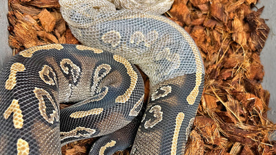 The Mysterious Shedding Habits of Ball Pythons