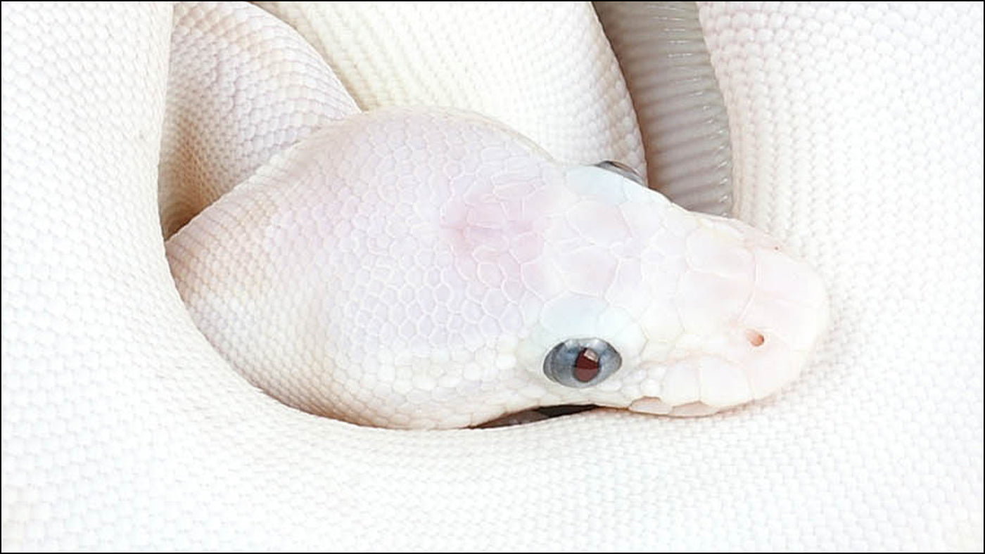 Pet Python White Snakes