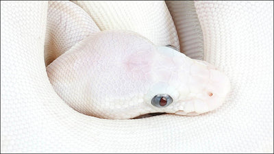 MASTERING BALL PYTHONS: EXPERT INSIGHTS FOR ULTIMATE CARE – Wilbanks ...