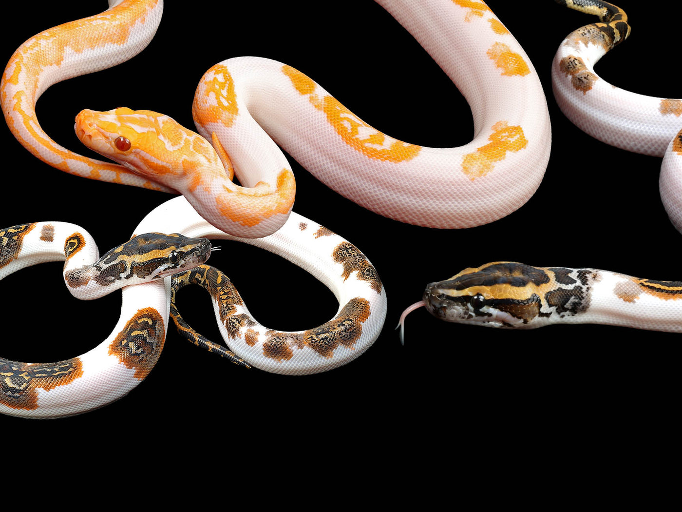 Burmese Python for Sale | Shop Online | Wilbanks Reptiles, USA ...