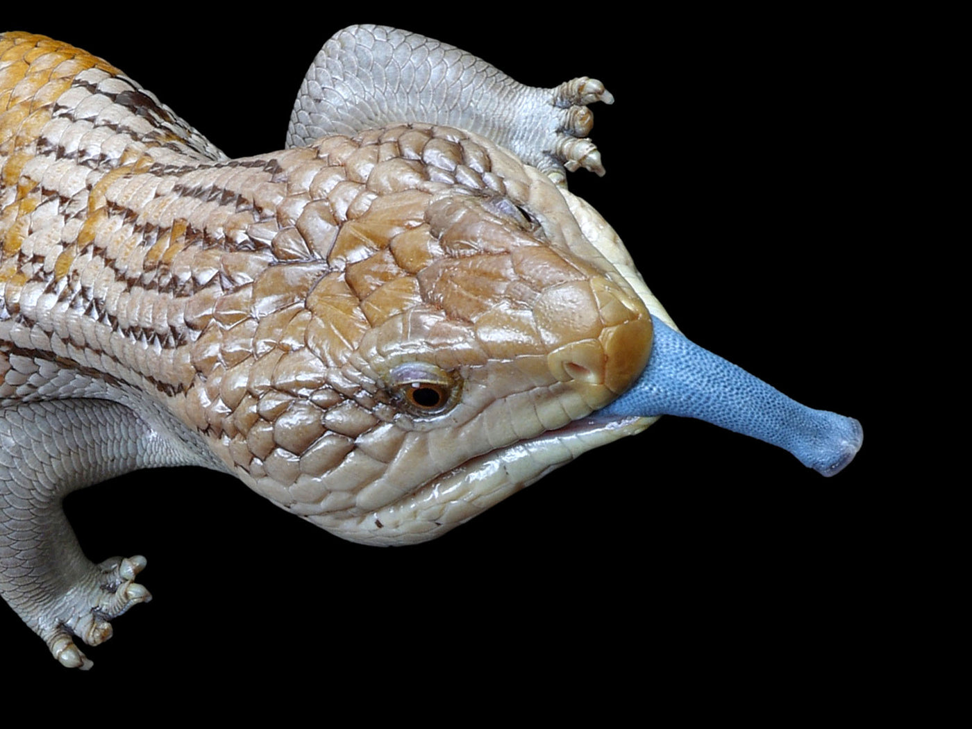 Blue -Tongued Skinks