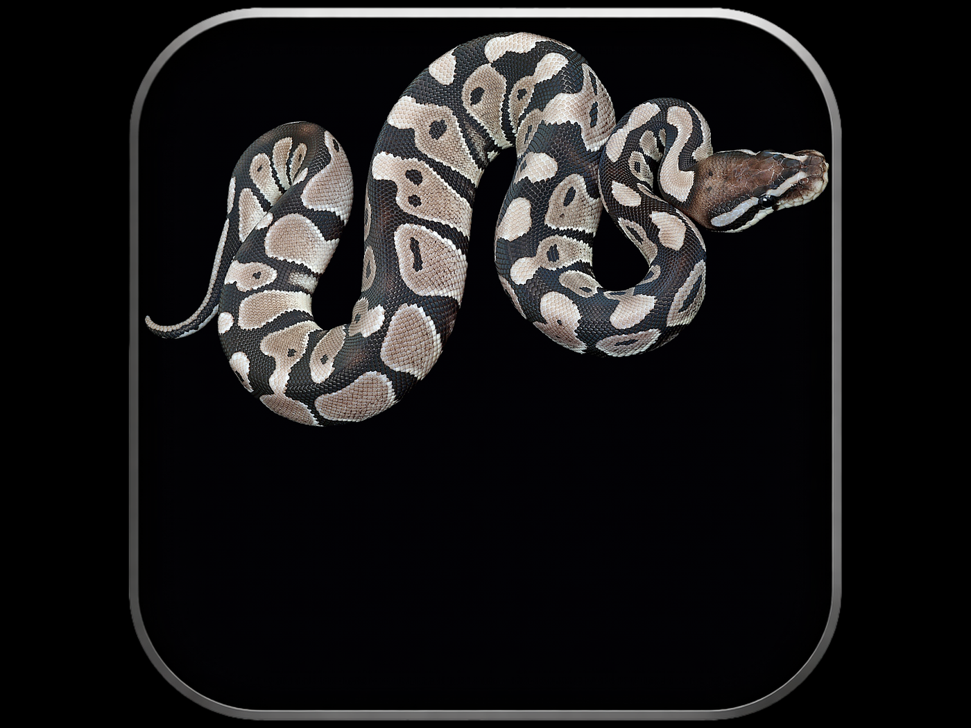 Axanthic Blue Ball Python Axanthic Ball Pythons for Sale | Captive-Bred – Wilbanks Reptiles ...