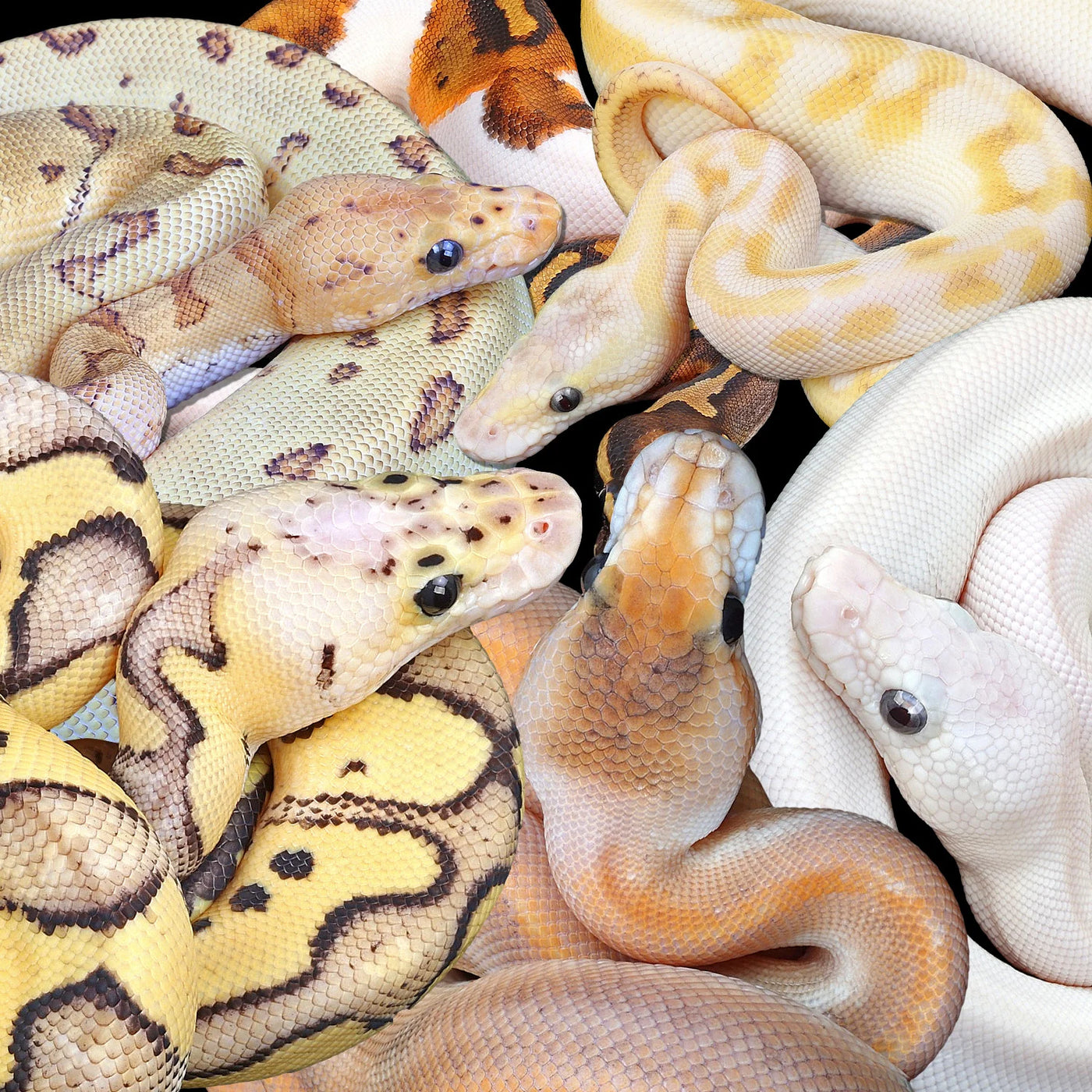 Blue Eyed Leucistic Ball Pythons For Sale