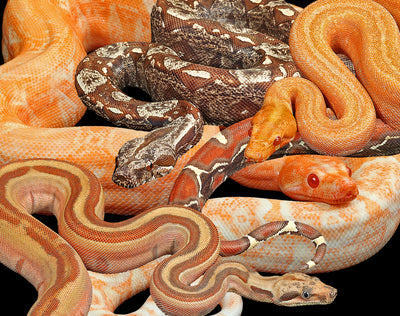 Boa Constrictors