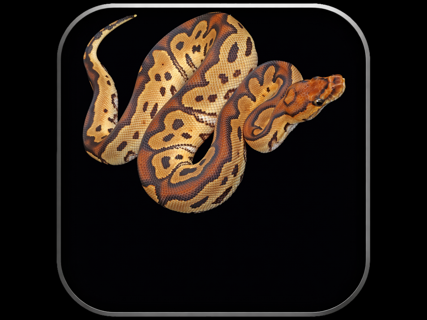 Clown Ball Pythons for Sale | Captive-Bred – Wilbanks Reptiles ...