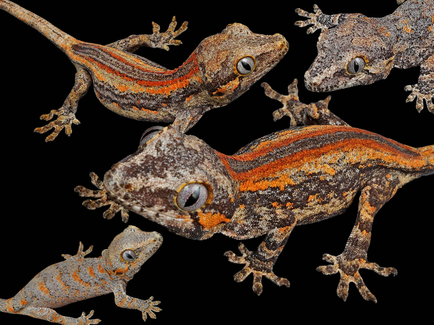 Gargoyle Gecko Morphs gargoyle-gecko-morphs