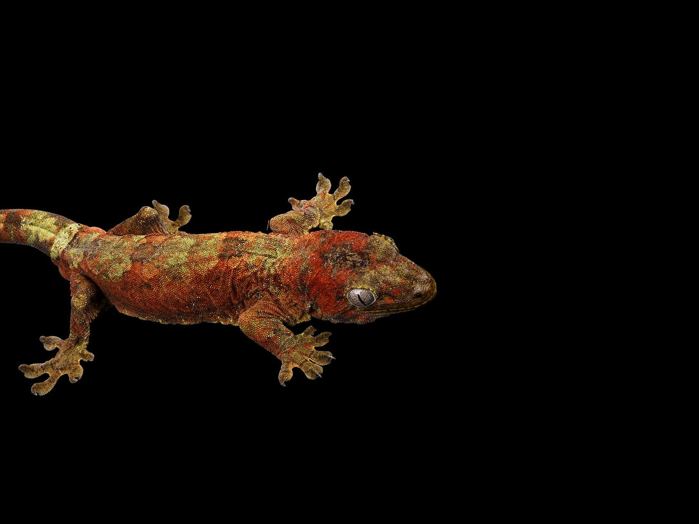 Geckos for Sale