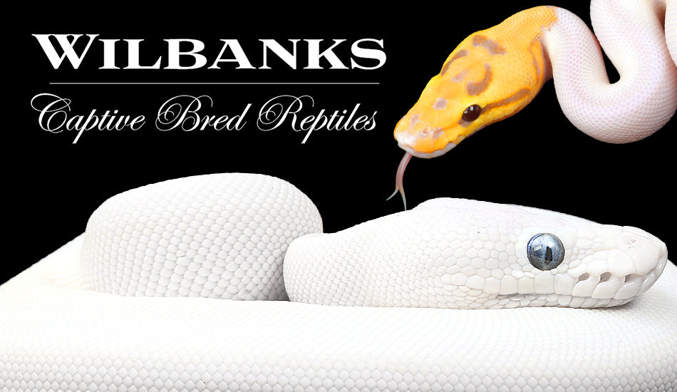 Wilbanks Gift Cards