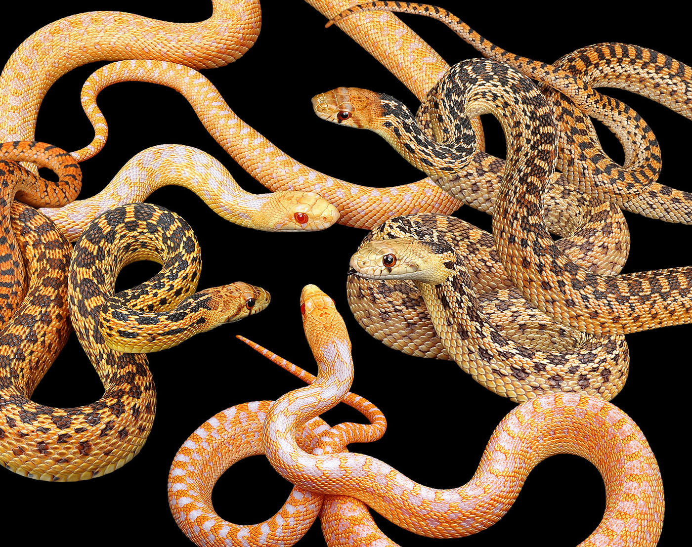 Quality Gopher Snakes for Sale Buy Now! Wilbanks Captive Bred Reptiles