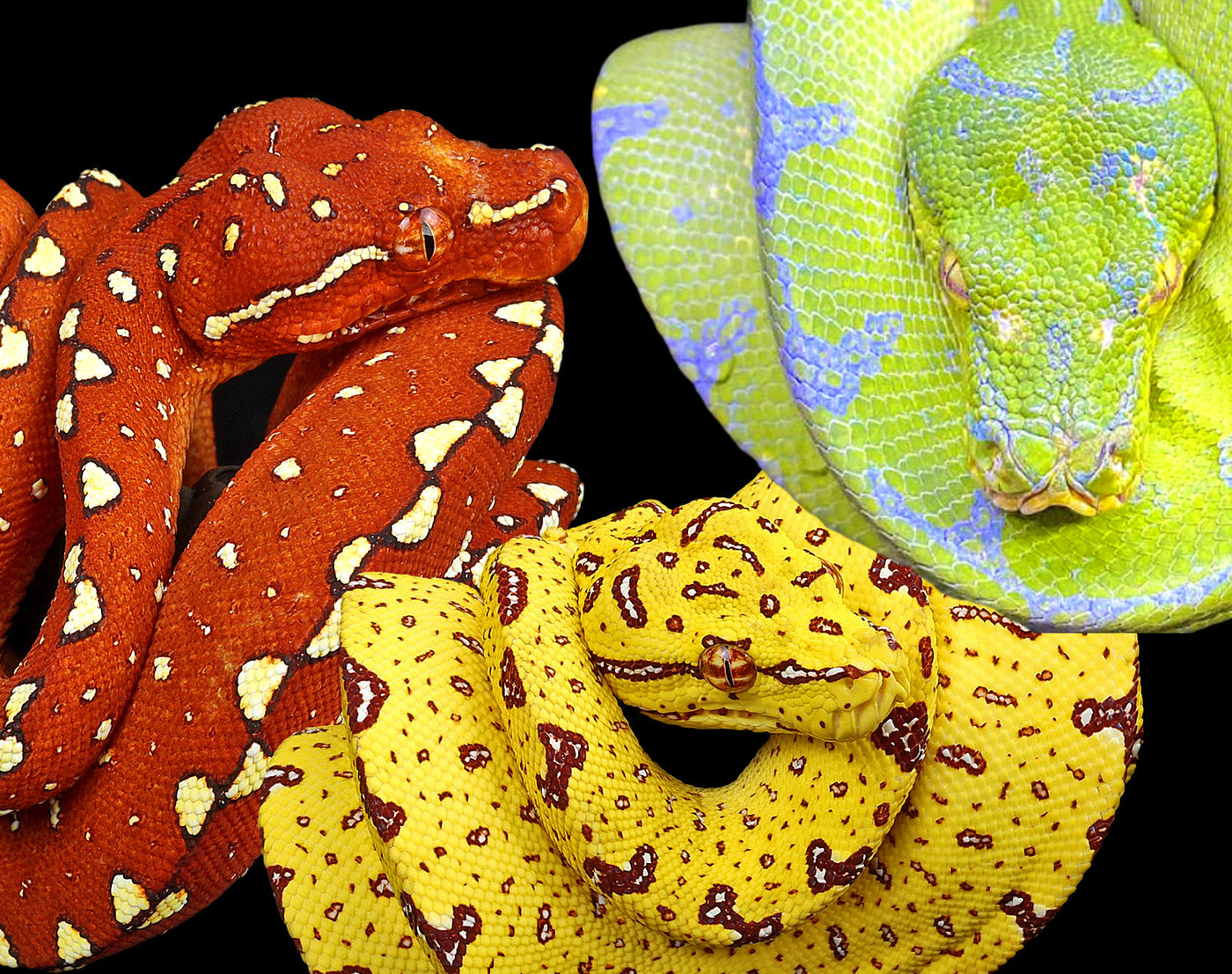 Green Tree Python for Sale Online, Buy Now!