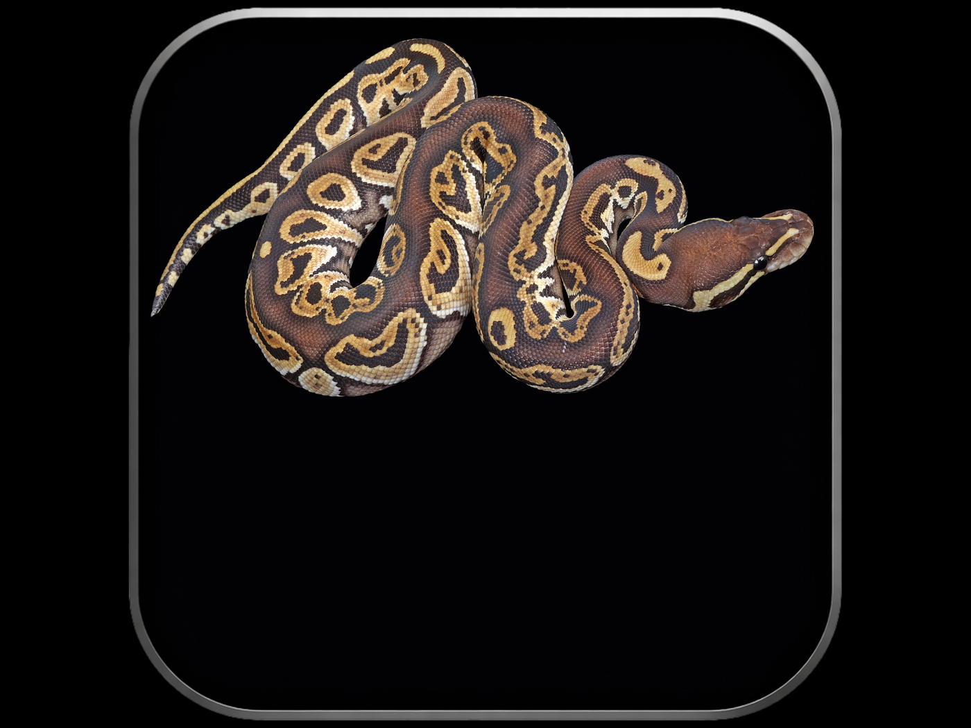 Ball Python Mohave Mojave Ball Pythons for Sale | Captive-Bred – Wilbanks Reptiles ...