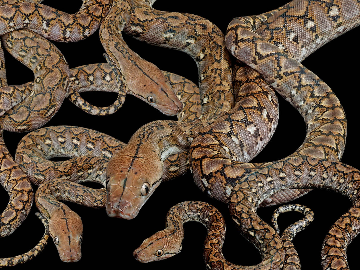 Reticulated Pythons for Sale | Captive-Bred – Wilbanks Reptiles