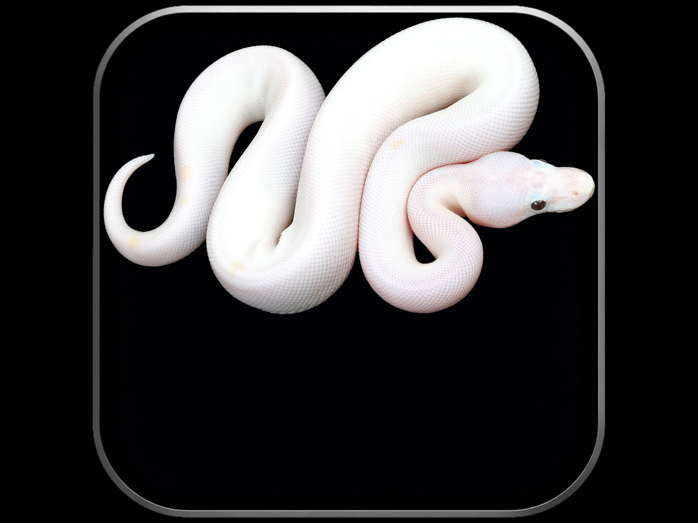 Americon Bull Python Super Fire Ball Pythons for Sale | Captive-Bred – Wilbanks Reptiles ...