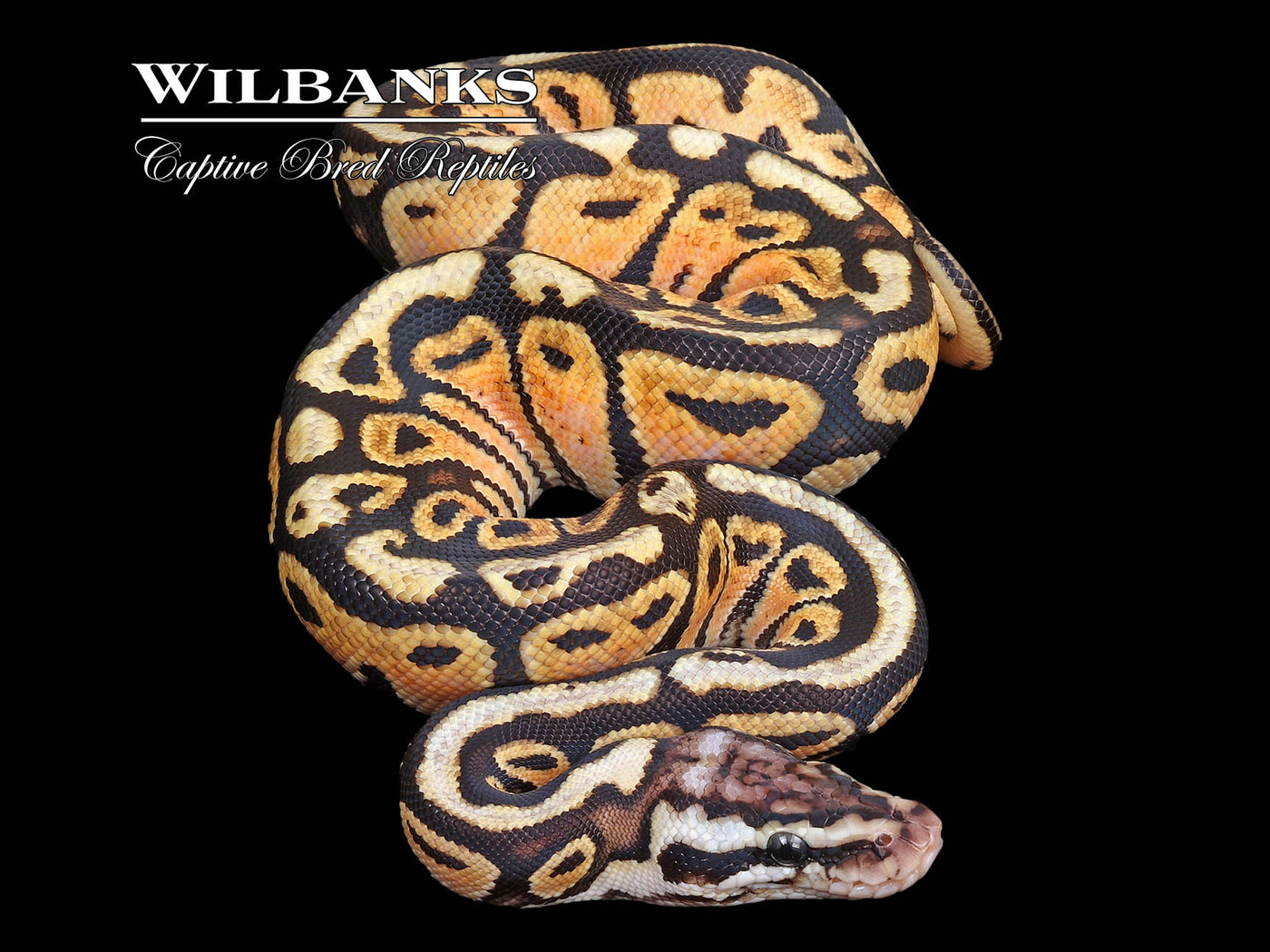 Pastel Spotnose 100% Het. Sunset Ball Python ♂ '24