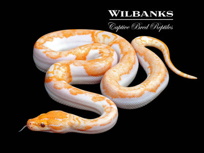 Burmese Python Price Burmese Pythons for Sale | Piebald & Albino – Wilbanks Reptiles ...