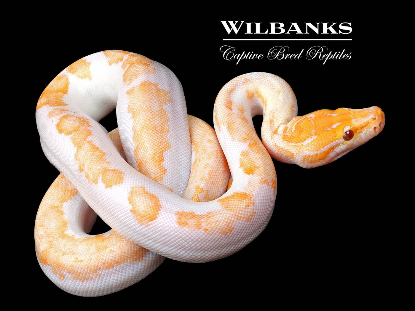 Albino Pied 66% PH Granite Burmese Python  ♂ '25