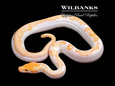 Albino Pied 66% PH Granite Burmese Python  ♂ '25