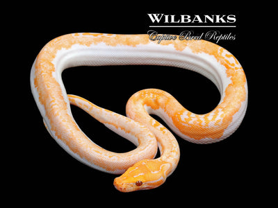 Burmese Python Price Burmese Pythons for Sale | Piebald & Albino – Wilbanks Reptiles ...