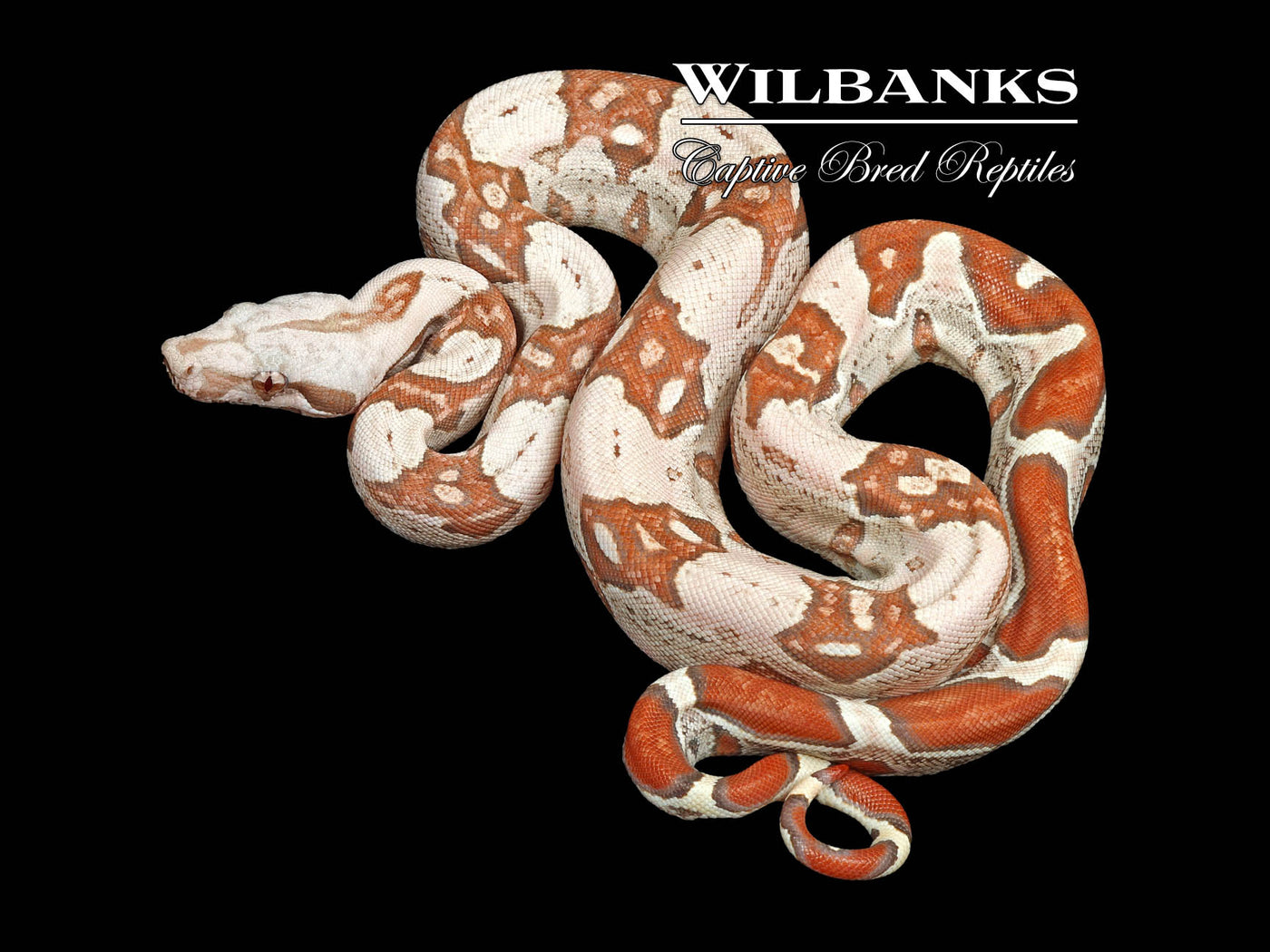 VPI T+ Albino Jungle Boa Constrictor ♀ '25