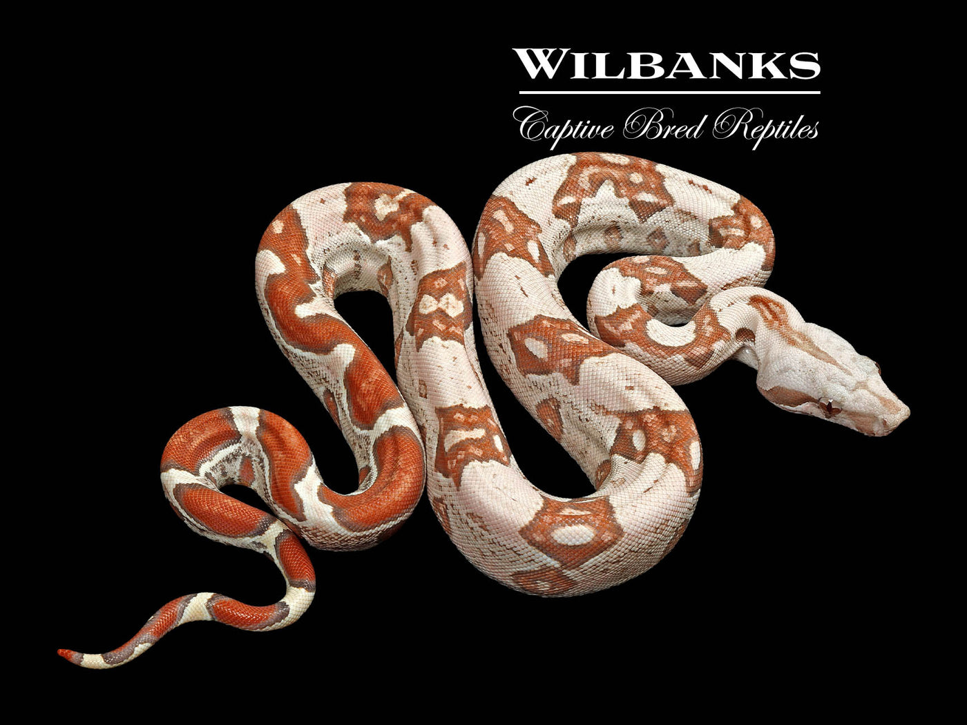 VPI T+ Albino Jungle Boa Constrictor ♀ '25