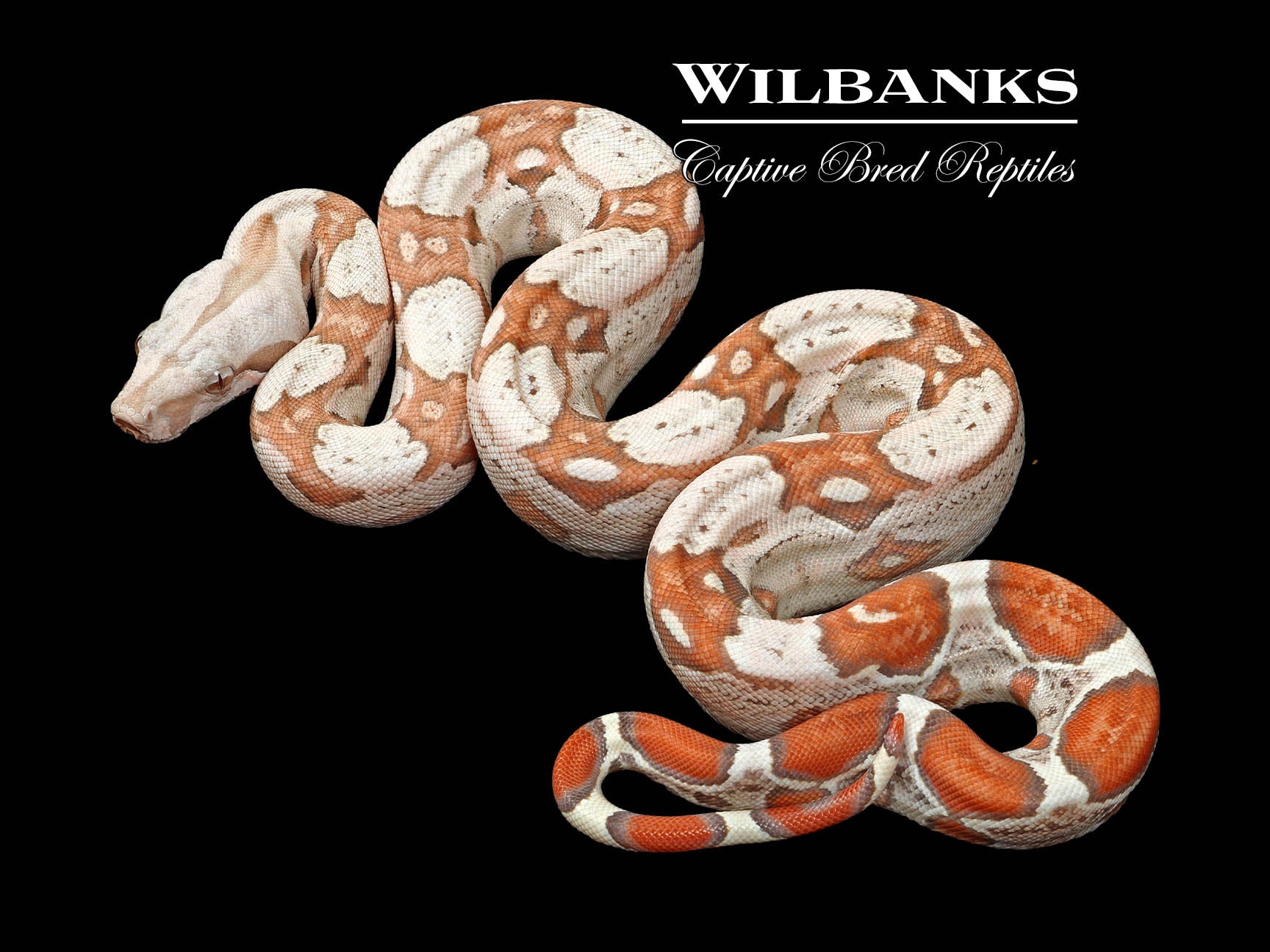 VPI T+ Albino Boa Constrictor ♀ '25 – Wilbanks Captive Bred Reptiles