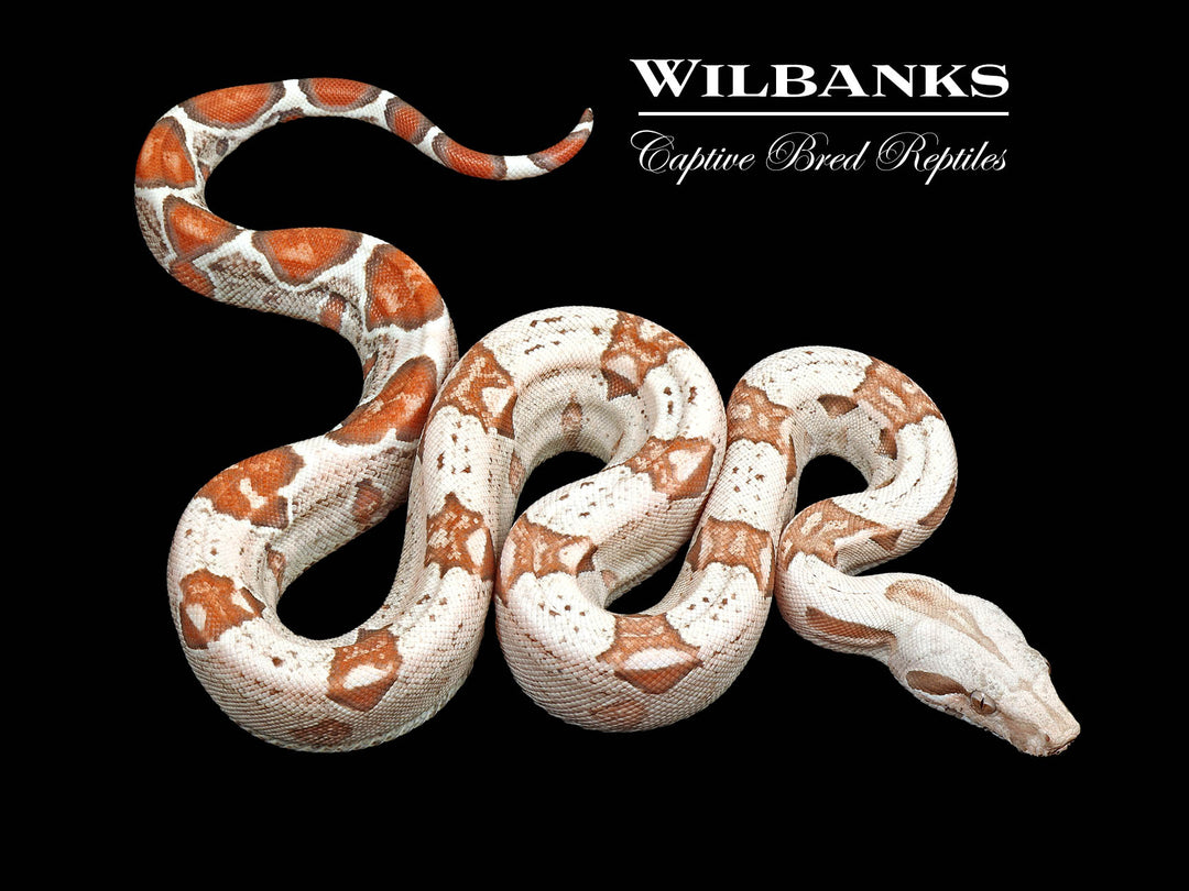 VPI T+ Albino Boa Constrictor ♀ '25 – Wilbanks Captive Bred Reptiles