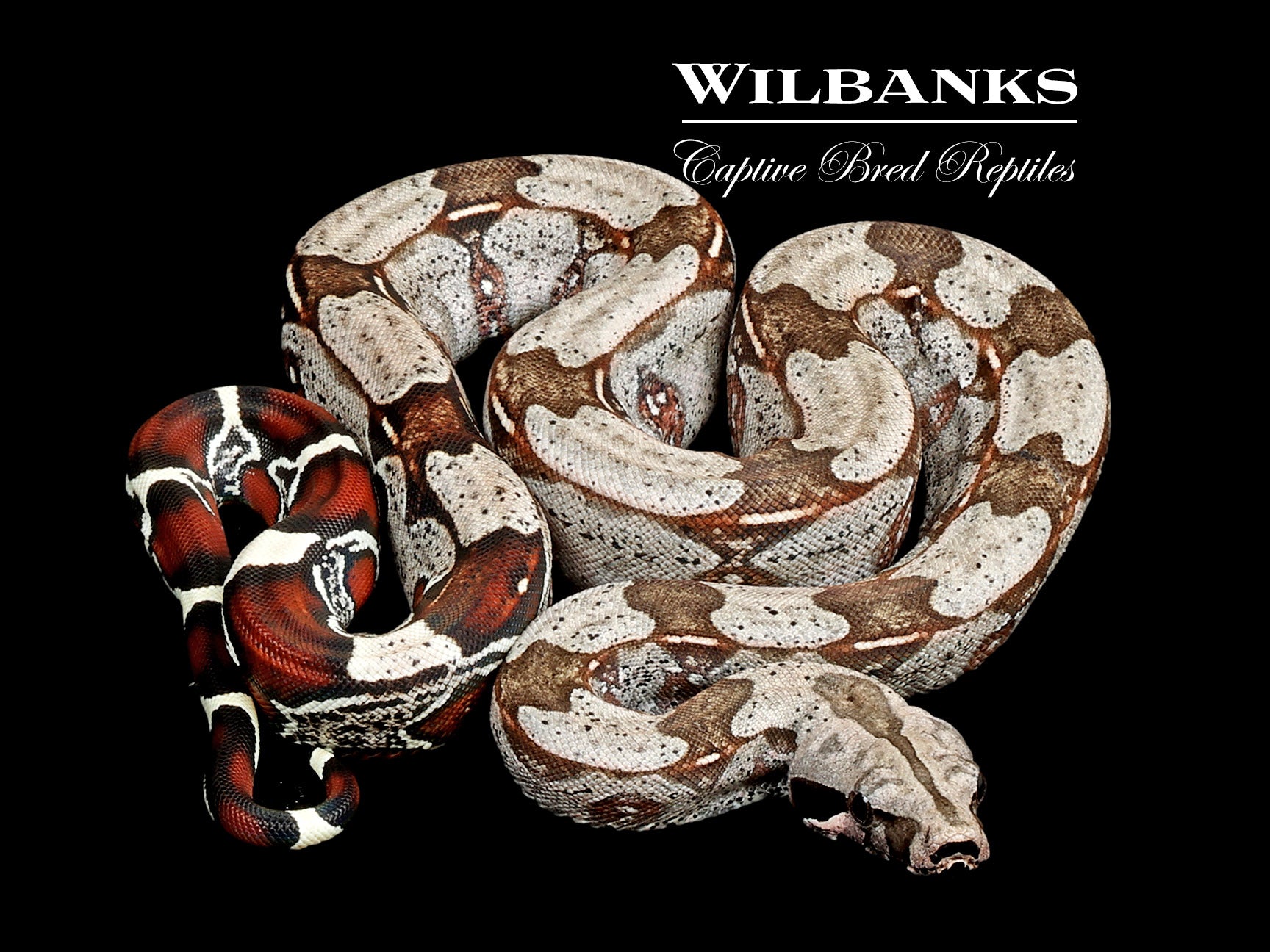 Guyana True Red Tailed Boa Constrictor ♂ USCBB '26 – Wilbanks
