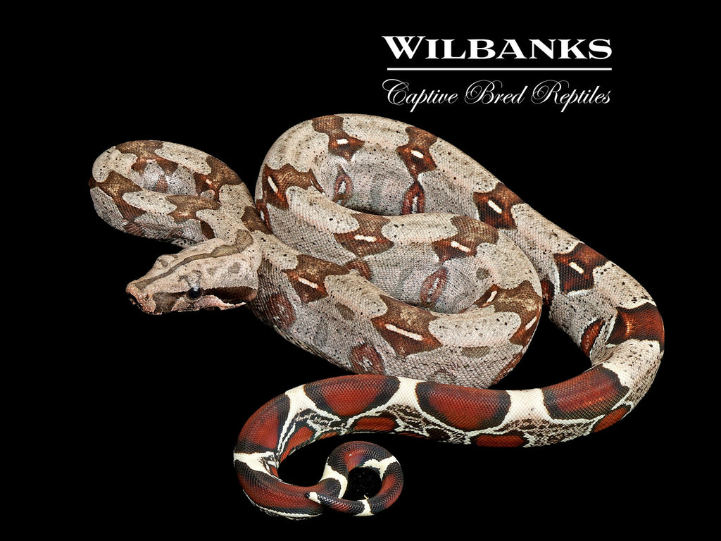 Guyana True Red Tailed Boa Constrictor ♀ USCBB '26 – Wilbanks