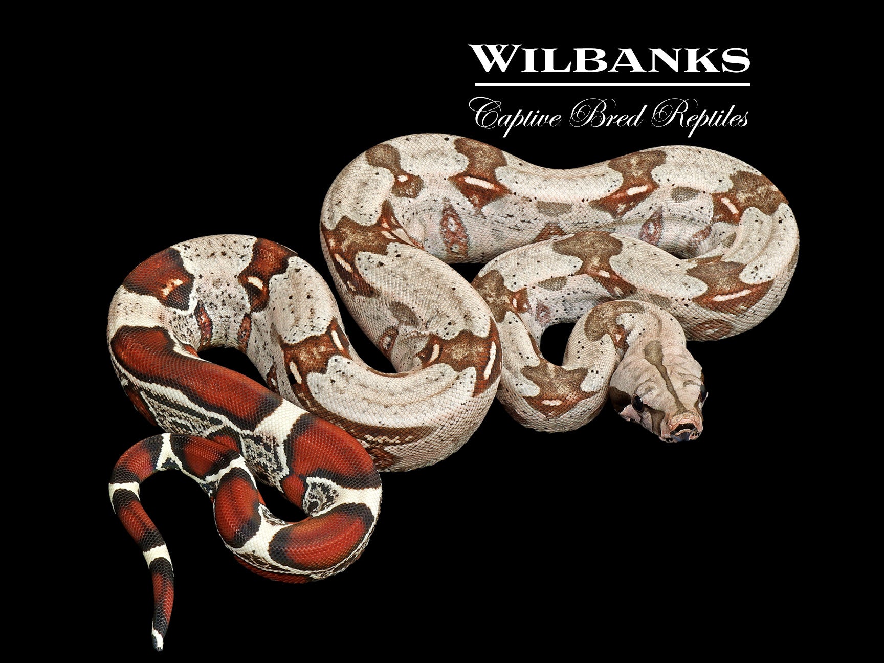 Guyana True Red Tailed Boa Constrictor ♀ USCBB '26 – Wilbanks