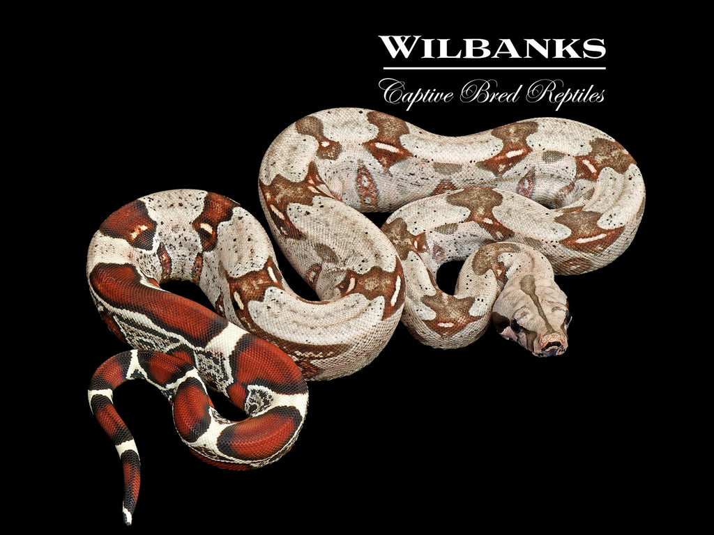 Guyana True Red Tailed Boa Constrictor ♀ USCBB '26 – Wilbanks