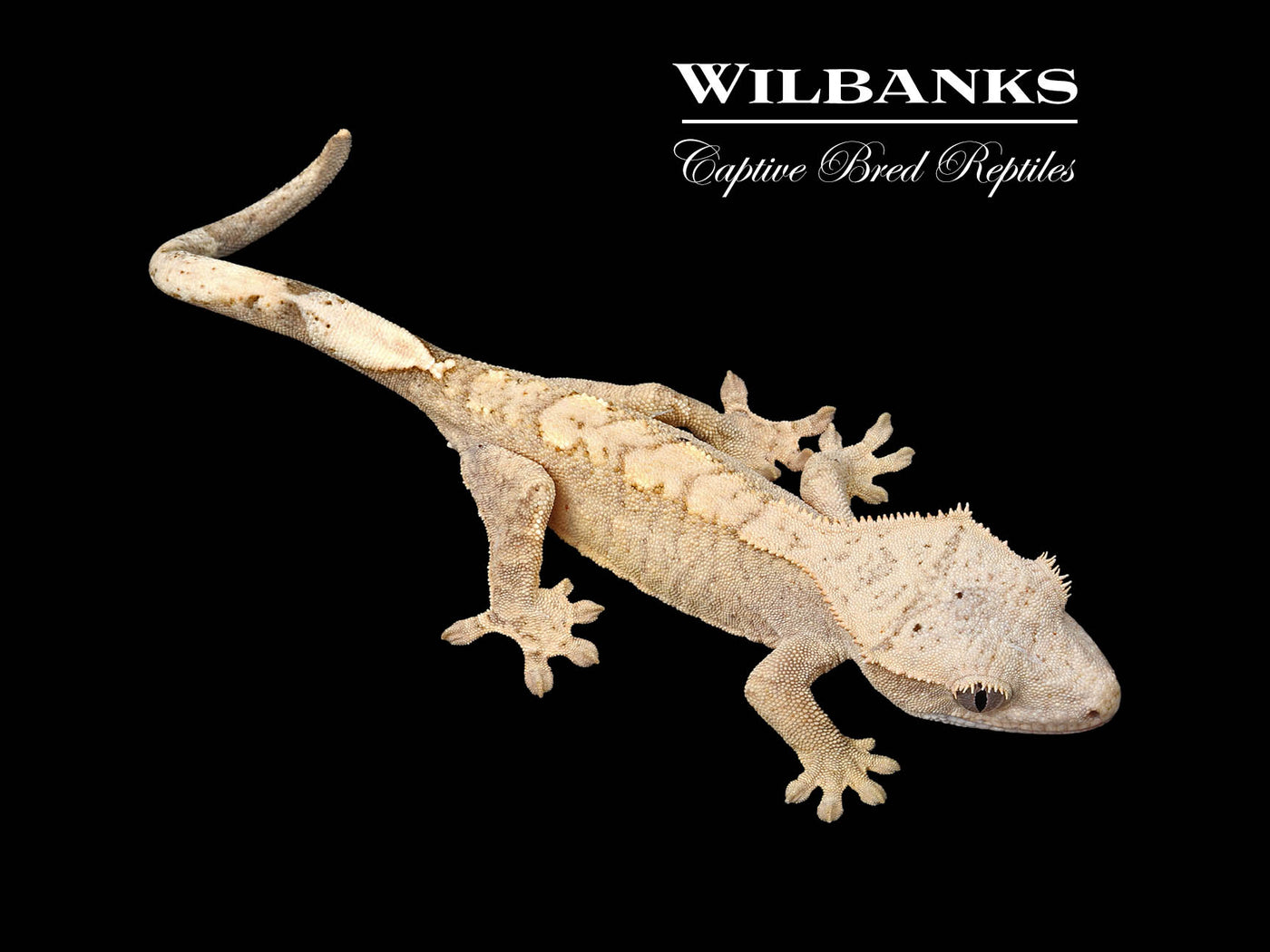 Flame Dalmatian Crested Gecko '25