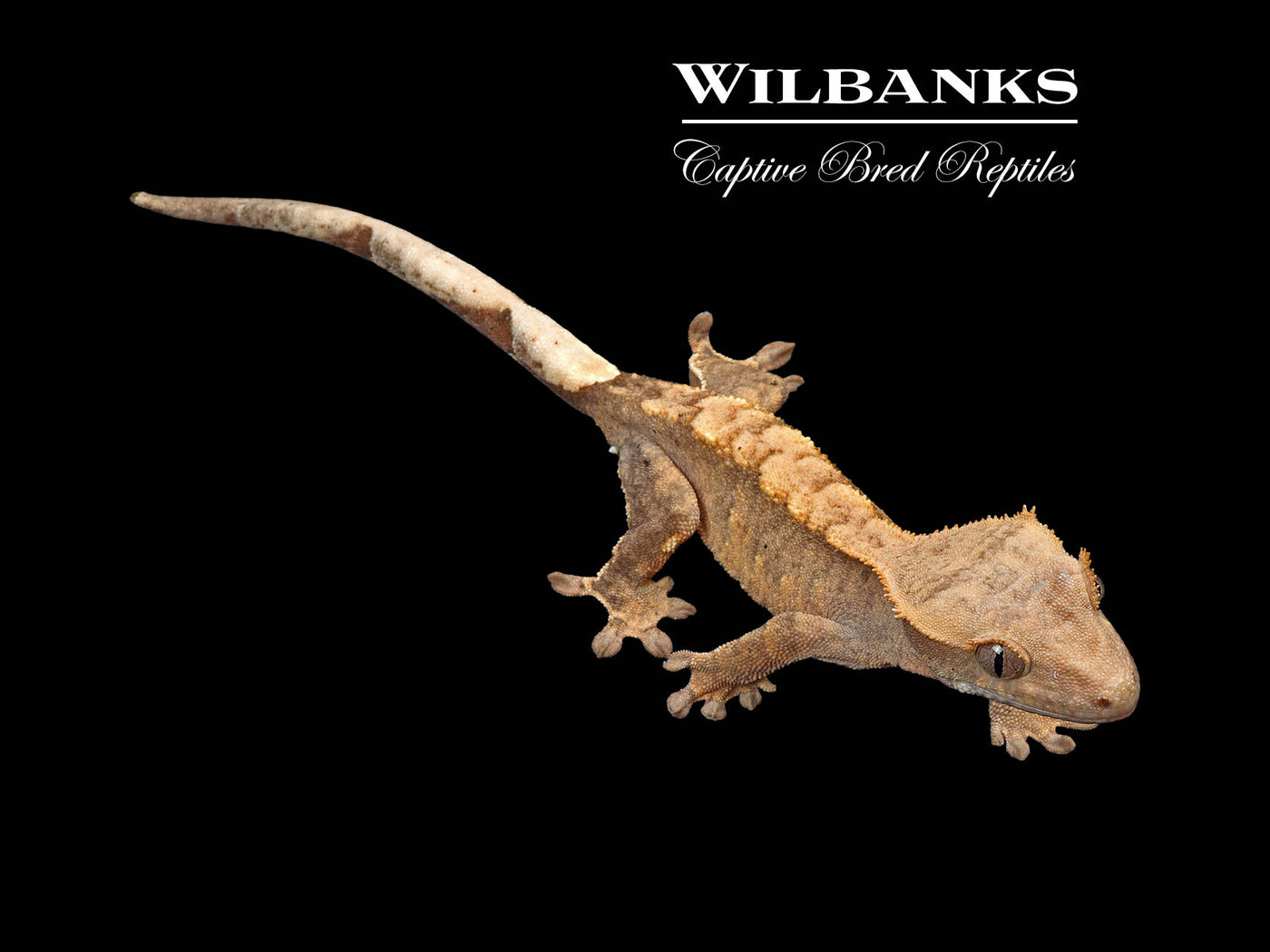 Flame Dalmatian Crested Gecko '25