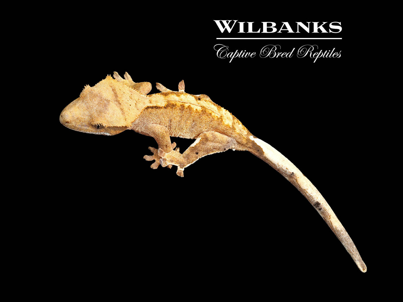 Flame Dalmatian Crested Gecko '25