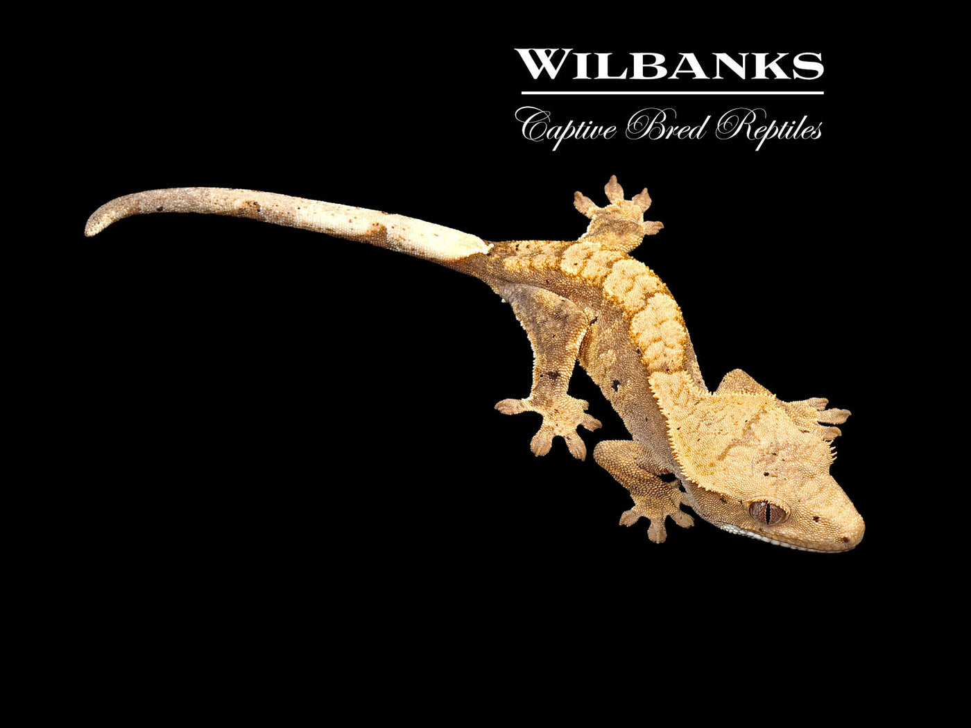 Flame Dalmatian Crested Gecko '25