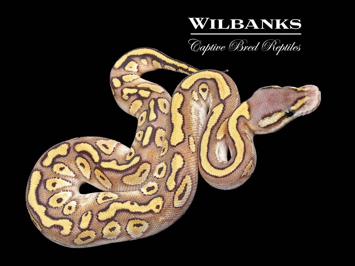 Red Stripe Pastave 100% Het. Clown Ball Python ♀ '25