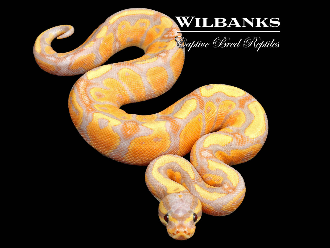 Banana Fire Ball Python ♂ '25