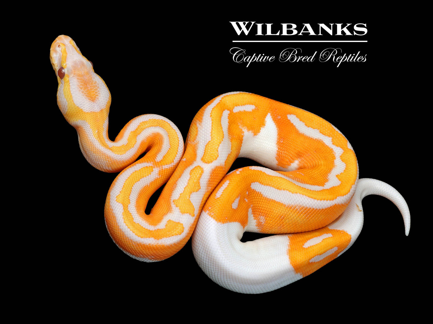Blackhead Dreamsicle Ball Python ♀ '25
