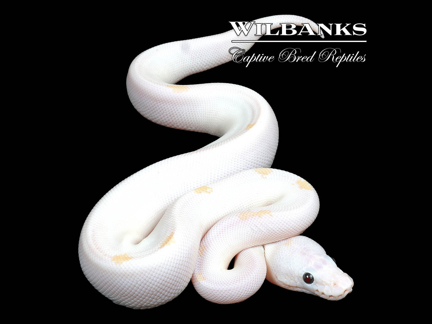 Super Fire Ball Python ♀ '25