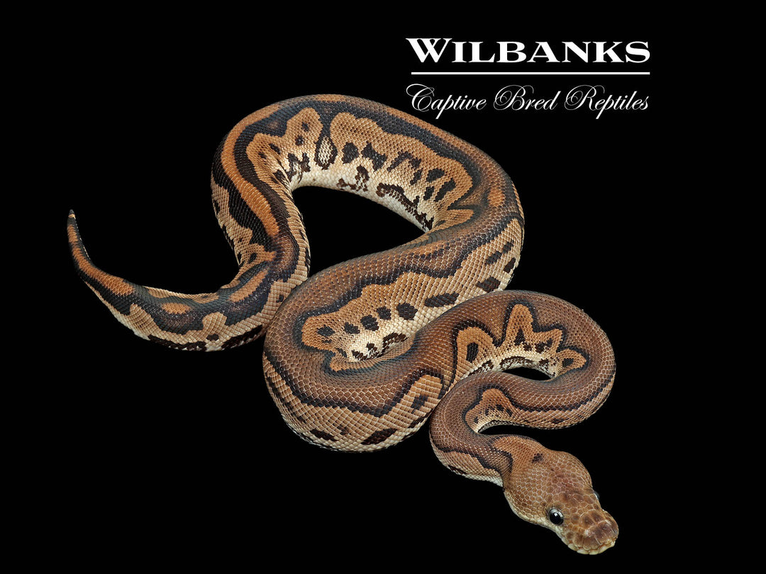 Leopard Cinnamon Clown Ball Python ♂ '25 – Wilbanks Captive Bred