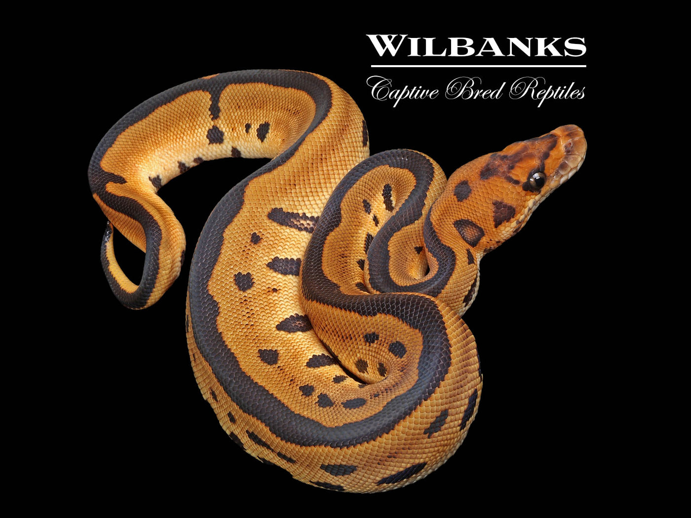 Leopard Clown 100% Het. Lavender Albino Ball Python ♂ '24