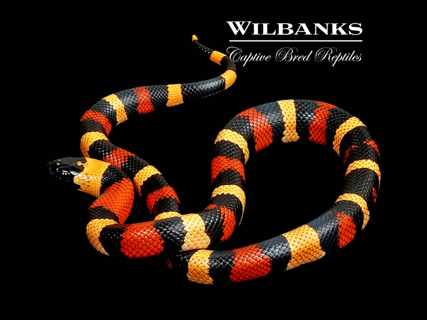Apricot Pueblan Milksnake ♀ '24