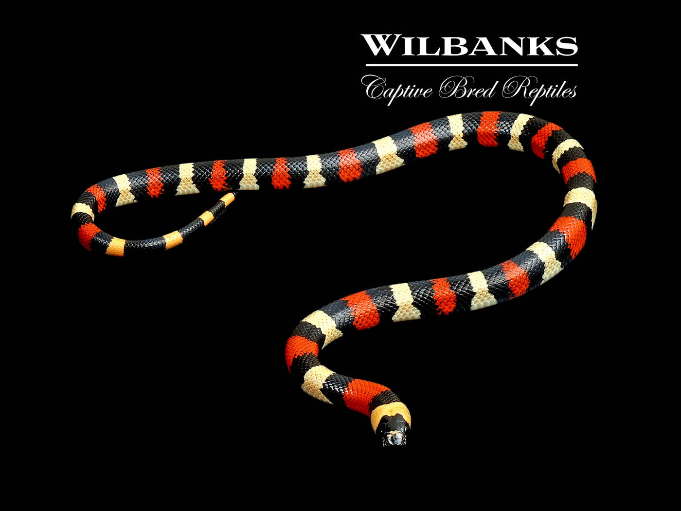 Apricot Pueblan Milksnake ♀ '24
