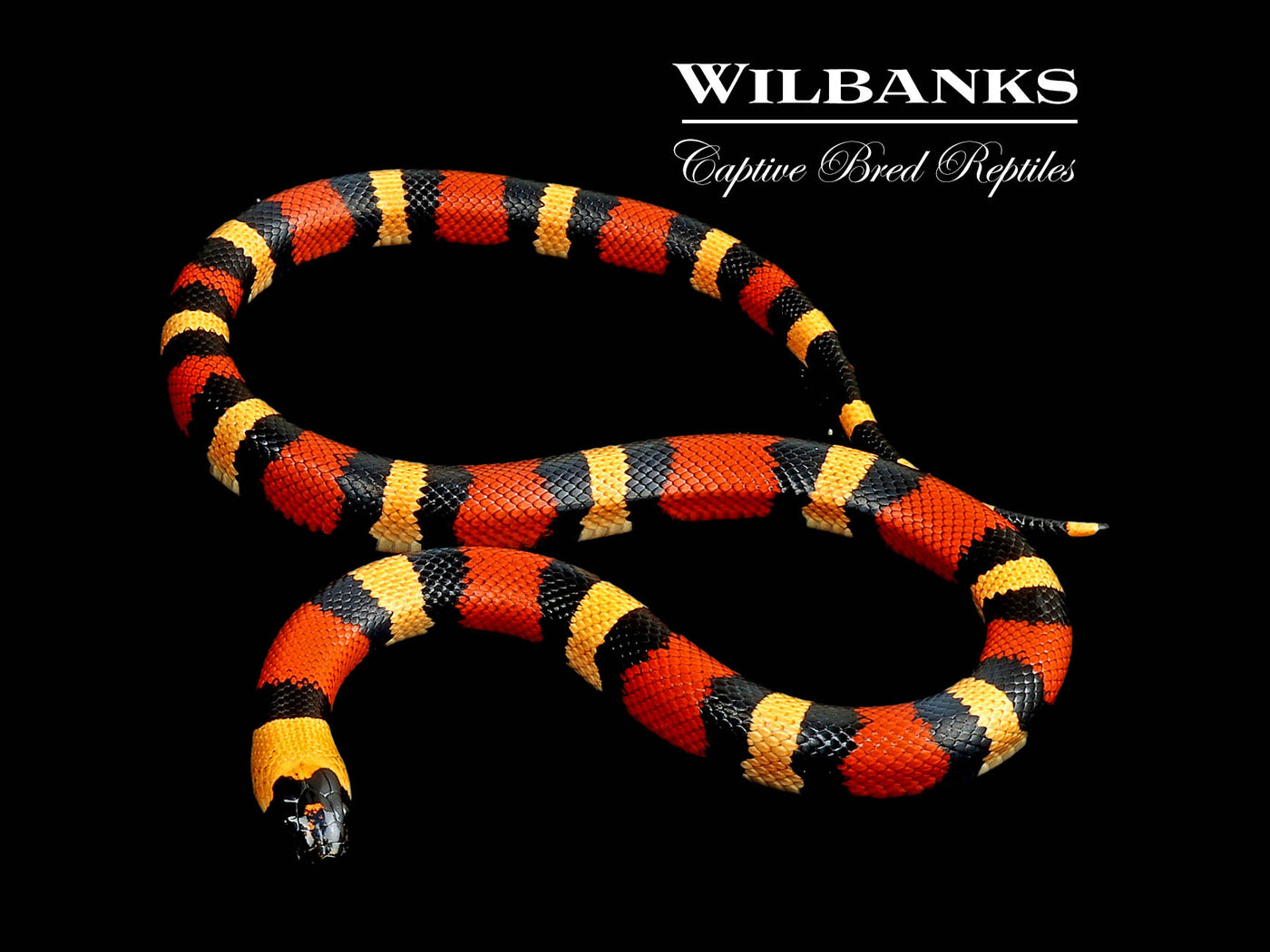 Apricot Pueblan Milksnake ♀ '24