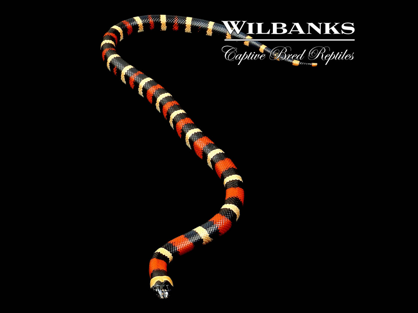 Apricot Pueblan Milksnake ♀ '24