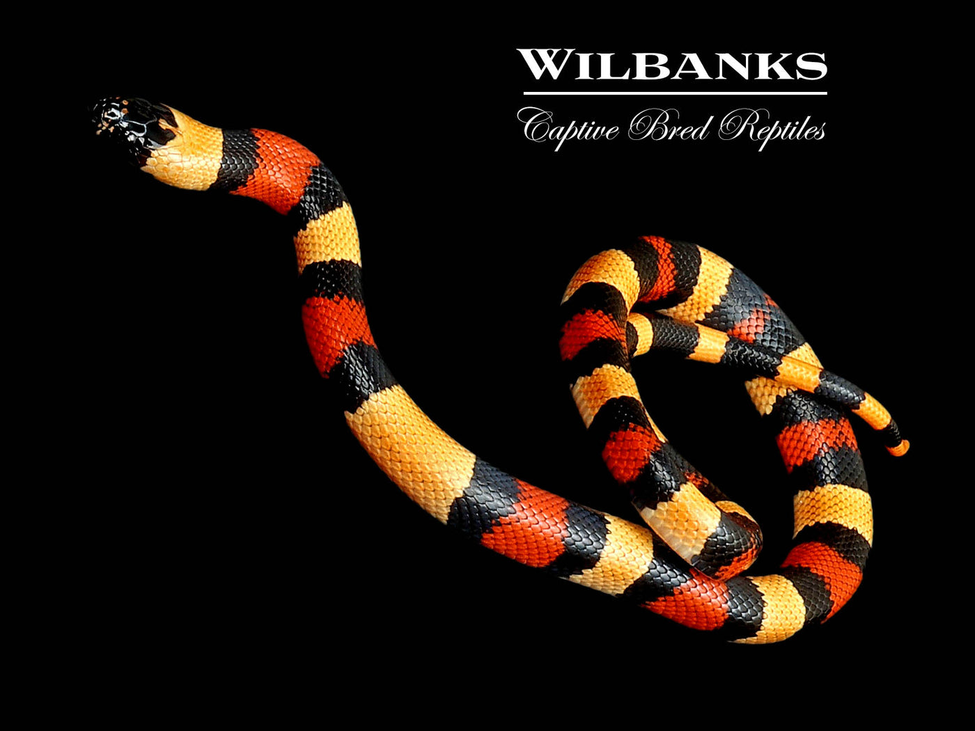 Apricot Pueblan Milksnake ♀ '24