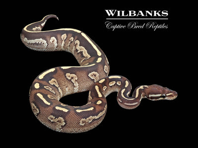 Blackhead Ball Pythons for Sale | Captive-Bred – Wilbanks Reptiles