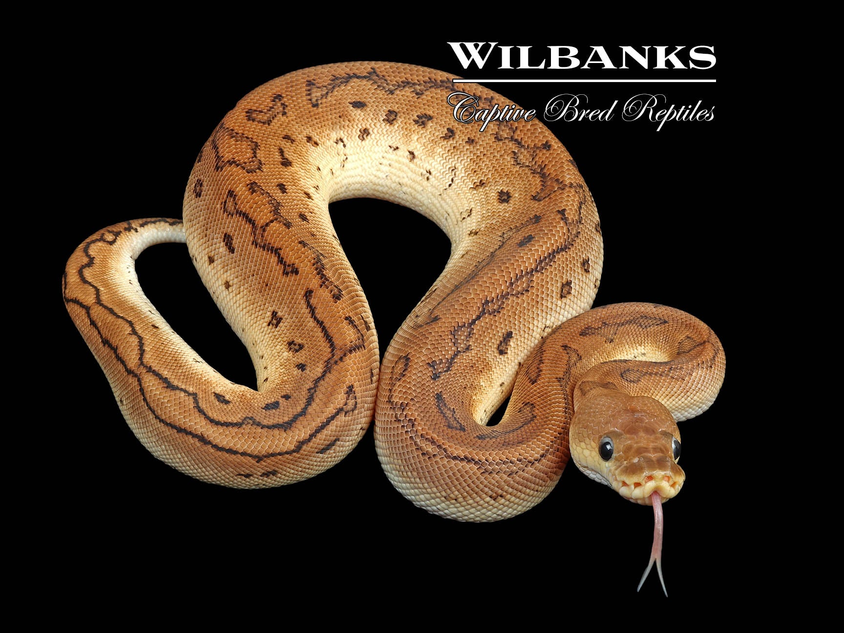 Cinnamon Pinstripe Calico Pinstripe Ball Python Big Baby Strictly