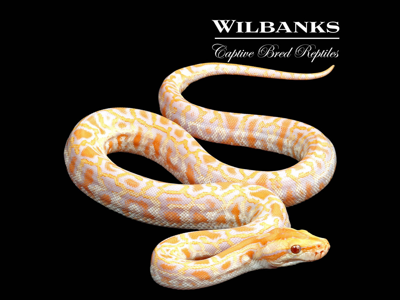 Albino 100% Het. Pied 66% PH Granite Burmese Python  ♂ '25
